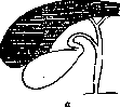 Gallbladder: figure 5 from the 1928–1936 encyclopedia article