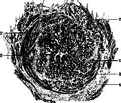 Gallbladder: figure 34 from the 1928–1936 encyclopedia article