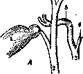 Gallbladder: figure 25 from the 1928–1936 encyclopedia article