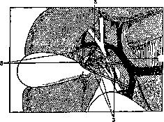 Gallbladder: figure 30 from the 1928–1936 encyclopedia article