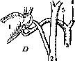 Gallbladder: figure 28 from the 1928–1936 encyclopedia article