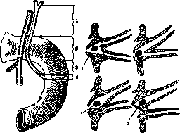 Gallbladder: figure 17 from the 1928–1936 encyclopedia article