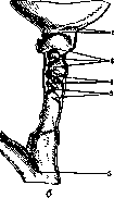 Gallbladder: figure 8 from the 1928–1936 encyclopedia article