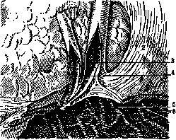 Gallbladder: figure 13 from the 1928–1936 encyclopedia article