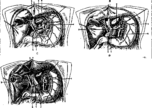 Gallbladder: figure 23 from the 1928–1936 encyclopedia article