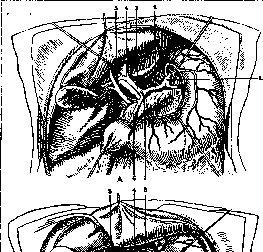 Gallbladder: figure 21 from the 1928–1936 encyclopedia article
