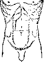 Gallbladder: figure 45 from the 1928–1936 encyclopedia article