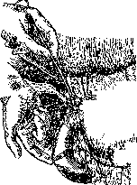 Gallbladder: figure 53 from the 1928–1936 encyclopedia article