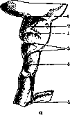 Gallbladder: figure 7 from the 1928–1936 encyclopedia article