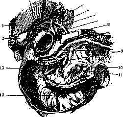 Gallbladder: figure 2 from the 1928–1936 encyclopedia article