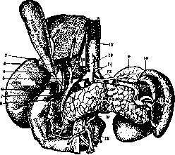 Gallbladder: figure 3 from the 1928–1936 encyclopedia article