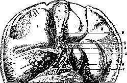 Gallbladder: figure 31 from the 1928–1936 encyclopedia article
