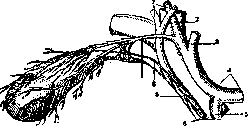 Gallbladder: figure 29 from the 1928–1936 encyclopedia article