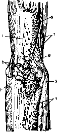 Elbow Joint: figure 13 from the 1928–1936 encyclopedia article