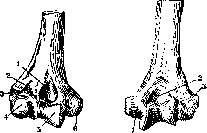 Elbow Joint: figure 1 from the 1928–1936 encyclopedia article