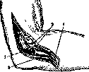 Elbow Joint: figure 18 from the 1928–1936 encyclopedia article