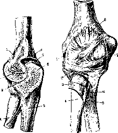 Elbow Joint: figure 5 from the 1928–1936 encyclopedia article