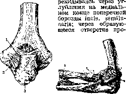 Elbow Joint: figure 6 from the 1928–1936 encyclopedia article