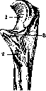 Elbow Joint: figure 2 from the 1928–1936 encyclopedia article