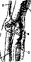 Elbow Joint: figure 10 from the 1928–1936 encyclopedia article