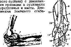 Elbow Joint: figure 7 from the 1928–1936 encyclopedia article