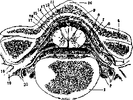 SPINELLI: figure 35 from the 1928–1936 encyclopedia article