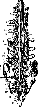 SPINELLI: figure 34 from the 1928–1936 encyclopedia article