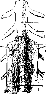 SPINELLI: figure 33 from the 1928–1936 encyclopedia article