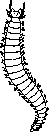 Annelid Worms: figure 1 from the 1928–1936 encyclopedia article
