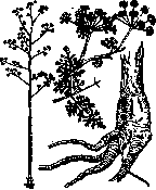 Sumbul; Sun Yat-sen: figure 1 from the 1928–1936 encyclopedia article