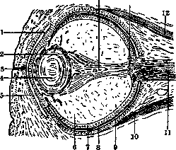 Visual Organs: figure 7 from the 1928–1936 encyclopedia article