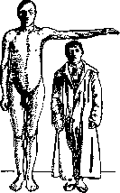Giants: figure 1 from the 1928–1936 encyclopedia article