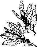 Laurel Cherry Water: figure 2 from the 1928–1936 encyclopedia article