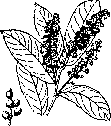 Laurel Cherry Water: figure 1 from the 1928–1936 encyclopedia article