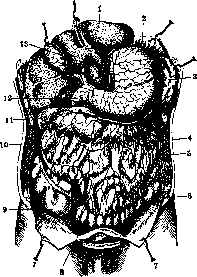 Omentum: figure 4 from the 1928–1936 encyclopedia article