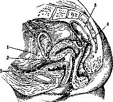 Parametrium: figure 1 from the 1928–1936 encyclopedia article