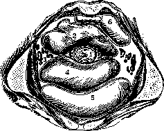 Parametrium: figure 2 from the 1928–1936 encyclopedia article