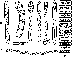 Anuclear Organisms: figure 1 from the 1928–1936 encyclopedia article