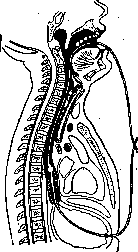 Radiotherapy: figure 8 from the 1928–1936 encyclopedia article