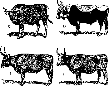Sex: figure 6 from the 1928–1936 encyclopedia article