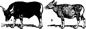 Sex: figure 5 from the 1928–1936 encyclopedia article