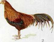 Sex: figure 7 from the 1928–1936 encyclopedia article
