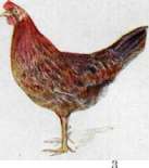 Sex: figure 8 from the 1928–1936 encyclopedia article