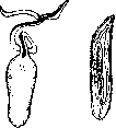 Sex: figure 3 from the 1928–1936 encyclopedia article
