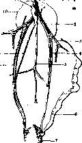 Sex: figure 11 from the 1928–1936 encyclopedia article
