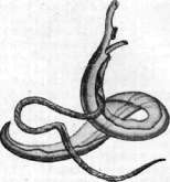 Scipione: figure 1 from the 1928–1936 encyclopedia article