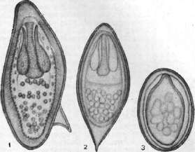 Scipione: figure 2 from the 1928–1936 encyclopedia article