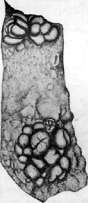 Scipione: figure 4 from the 1928–1936 encyclopedia article