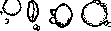 Cereals (Gramineae, a family of monocotyledonous): figure 2 from the 1928–1936 encyclopedia article