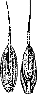 Cereals (Gramineae, a family of monocotyledonous): figure 5 from the 1928–1936 encyclopedia article